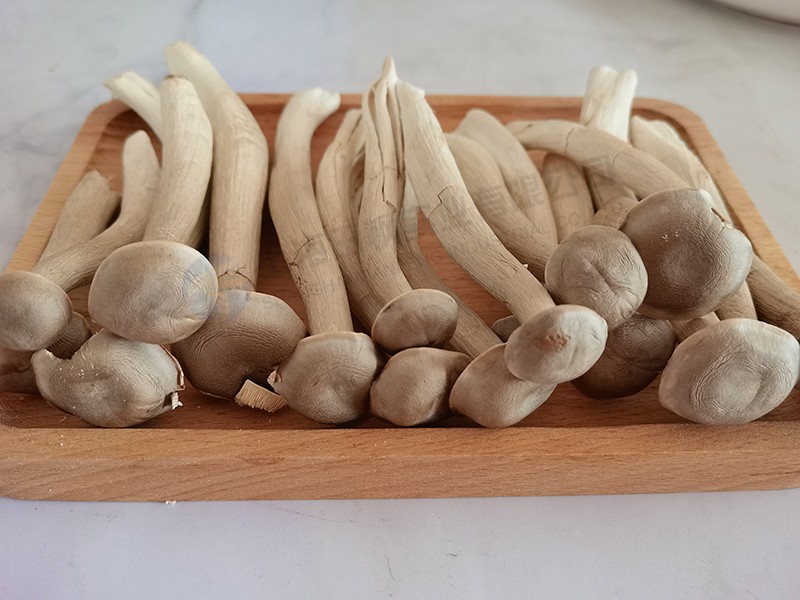 海鮮菇凍干：食用菌凍干機(jī)制作凍干海鮮菇技術(shù)