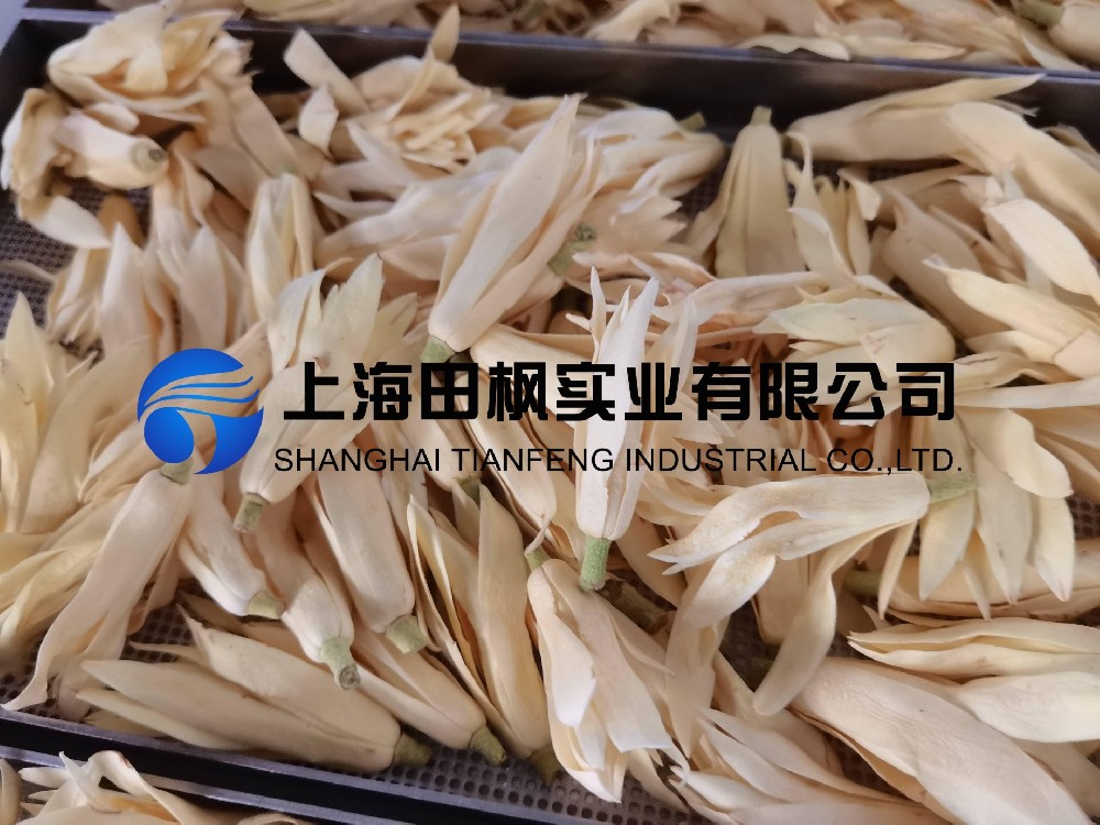 白玉蘭凍干，鮮花凍干機應用于白玉蘭真空冷凍干燥